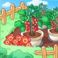 来种小番茄